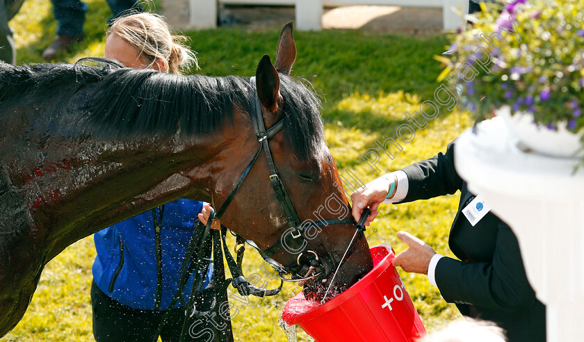 Adayar-0016 
 ADAYAR takes a drink after winning The Cazoo Derby
Epsom 5 Jun 2021 - Pic Steven Cargill / Racingfotos.com