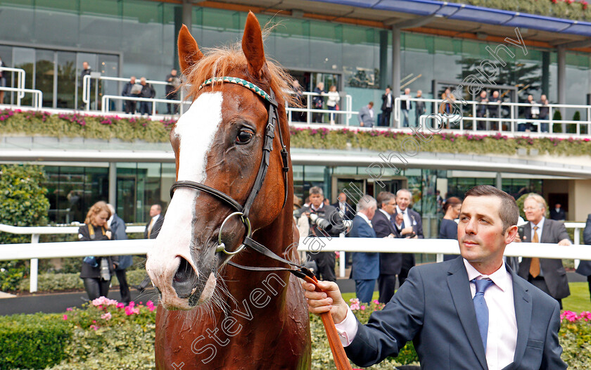 Herculean-0011 
 HERCULEAN after The Charbonnel Et Walker British EBF Maiden Stakes Ascot 8 Sep 2017 - Pic Steven Cargill / Racingfotos.com