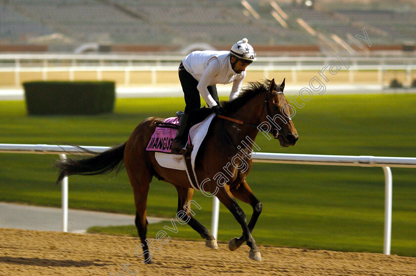 Manguzi-0002 
 MANGUZI training for the UAE Derby
Meydan 27 Mar 2019 - Pic Steven Cargill / Racingfotos.com