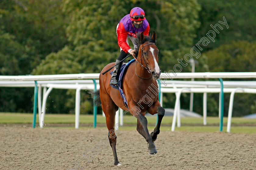 Hasty-Sailor-0001 
 HASTY SAILOR (Pat Dobbs)
Lingfield 5 Aug 2020 - Pic Steven Cargill / Racingfotos.com