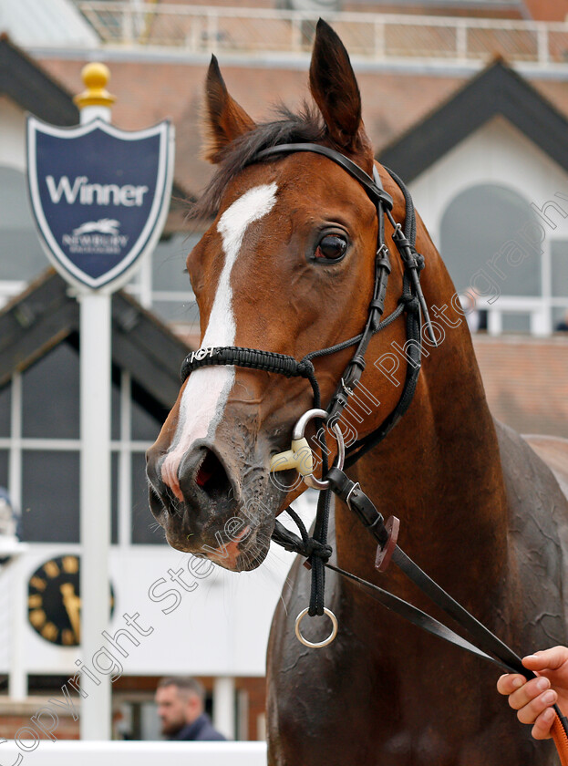 Tardis-0006 
 TARDIS after The BetVictor St Hugh's Stakes
Newbury 13 Aug 2021 - Pic Steven Cargill / Racingfotos.com