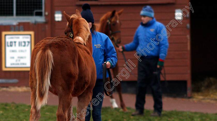 Foals-0002 
 Foals waiting to be sold at Tattersalls December Foal Sale, Newmarket 30 Nov 2017 - Pic Steven Cargill / Racingfotos.com