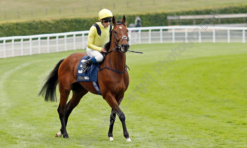 Jadoomi-0008 
 JADOOMI (William Buick) winner of The William Hill Celebration Mile
Goodwood 27 Aug 2022 - Pic Steven Cargill / Racingfotos.com