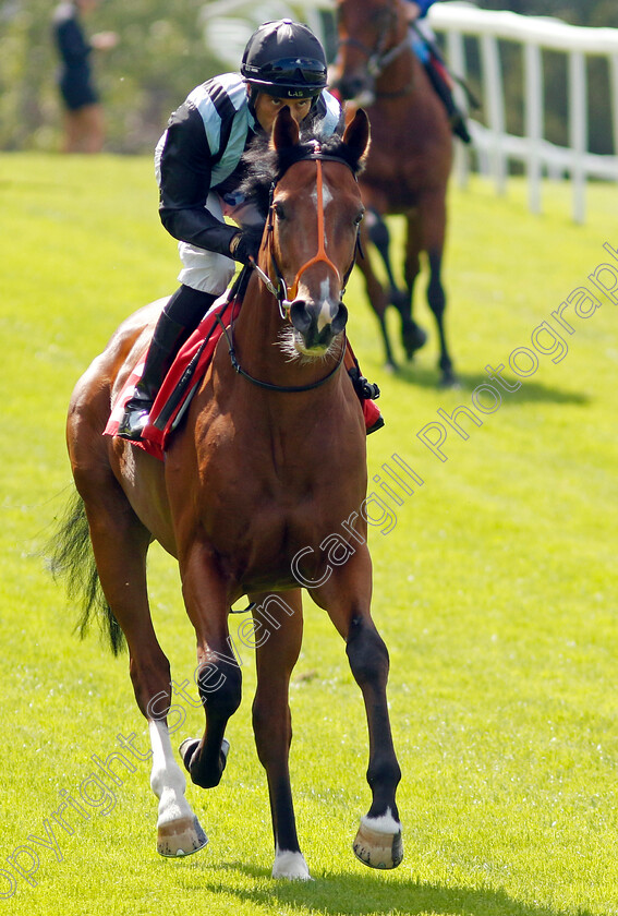 Blue-Collar-0001 
 BLUE COLLAR (Sean Levey)
Sandown 7 Jul 2023 - Pic Steven Cargill / Racingfotos.com