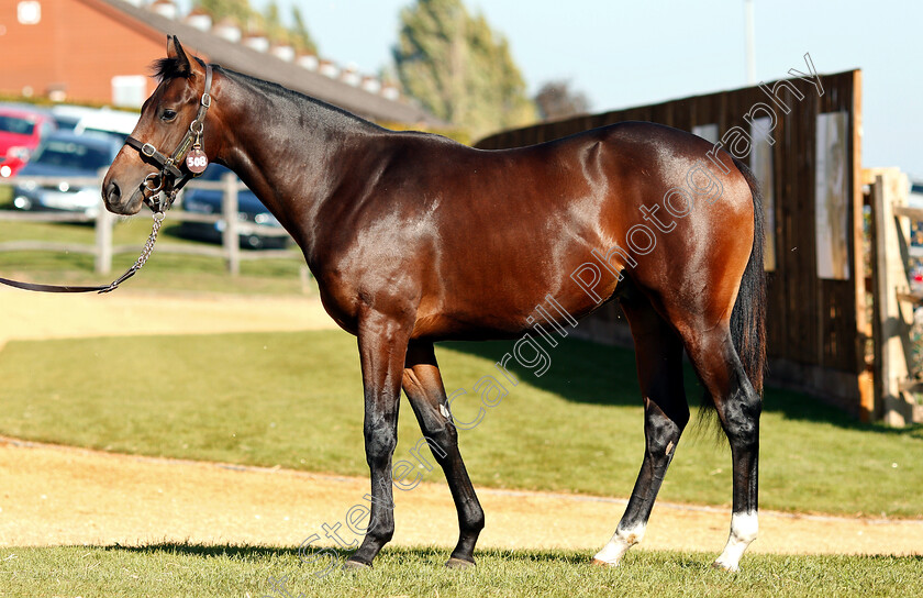 Lot-0508-colt-by-Invincible-Spirit-x-Monzza-0002 
 Lot 508 a colt by Invincible Spirit x Monzza before selling at Tattersalls Yearling Sale Book1
Newmarket 10 Oct 2018 - Pic Steven Cargill / Racingfotos.com