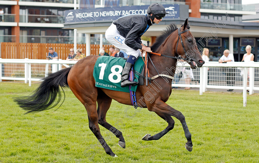 Dynamighty-0001 
 DYNAMIGHTY (Sean Kirrane)
Newbury 20 Jul 2019 - Pic Steven Cargill / Racingfotos.com