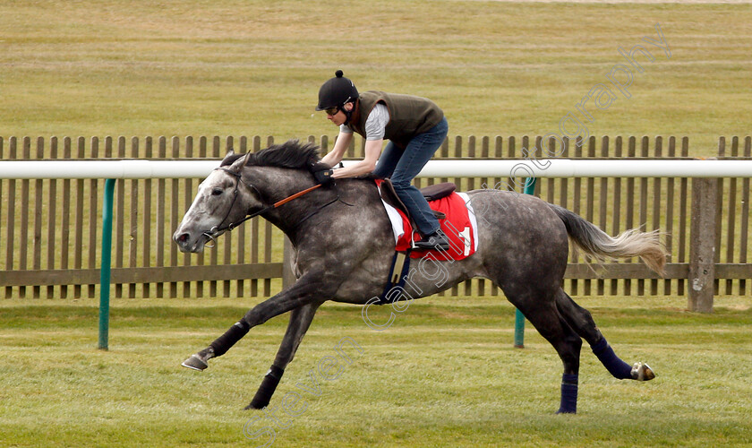 Phoenix-Of-Spain-0003 
 PHOENIX OF SPAIN (Jamie Spencer) in racecourse gallop
Newmarket 16 Apr 2019 - Pic Steven Cargill / Racingfotos.com