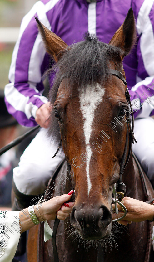 South-Pacific-0005 
 SOUTH PACIFIC after The King George V Stakes
Royal Ascot 20 Jun 2019 - Pic Steven Cargill / Racingfotos.com