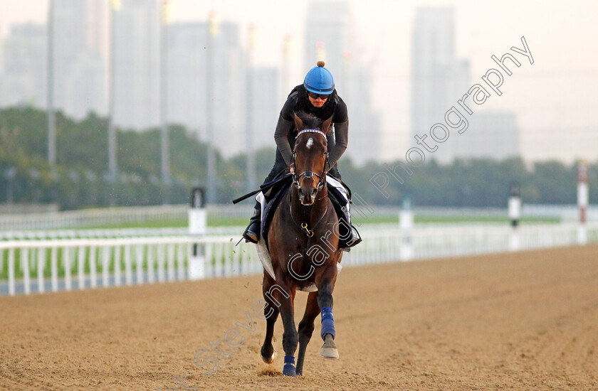 Cagliostro-0002 
 CAGLIOSTRO training at the Dubai Racing Carnival
Meydan 22 Jan 2025 - Pic Steven Cargill / Racingfotos.com