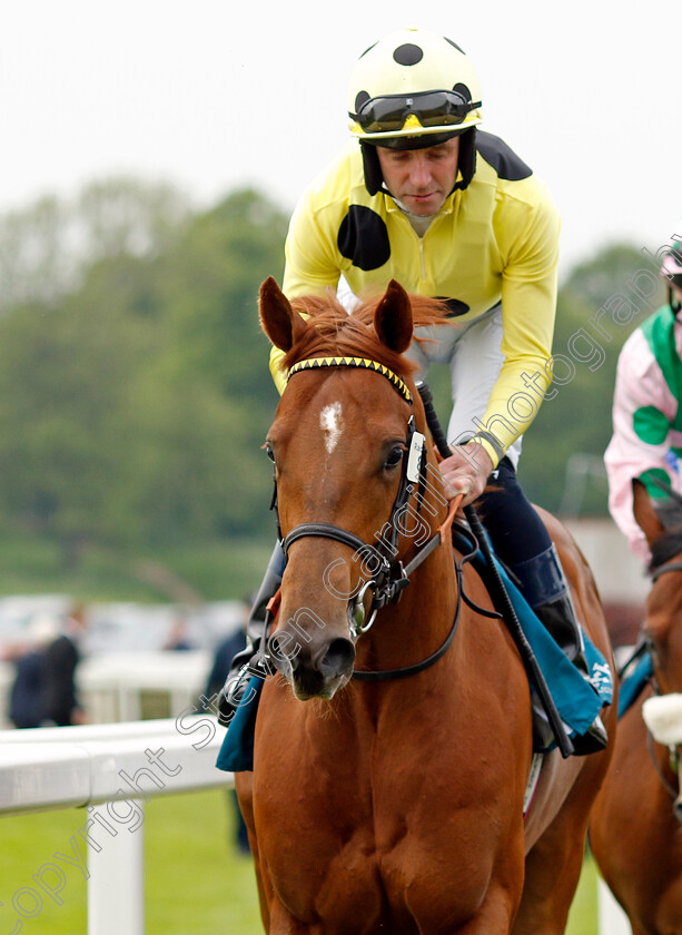 Varden-0001 
 VARDEN (Tom Eaves)
York 18 May 2023 - Pic Steven Cargill / Racingfotos.com