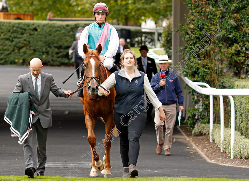 Pocket-Square-0008 
 POCKET SQUARE (Jason Watson) after The Royal Foresters British EBF Fillies Novice Stakes
Ascot 7 Sep 2019 - Pic Steven Cargill / Racingfotos.com