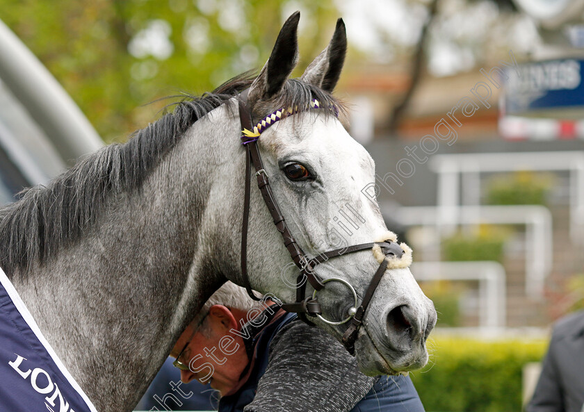 Princess-Zoe-0008 
 PRINCESS ZOE after The Longines Sagaro Stakes
Ascot 27 Apr 2022 - Pic Steven Cargill / Racingfotos.com