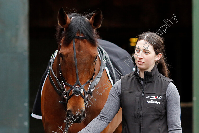 The-New-Lion-0001 
 THE NEW LION at Dan Skelton Cheltenham Festival preview morning
21 Feb 2025 - Pic Steven Cargill / Racingfotos.com