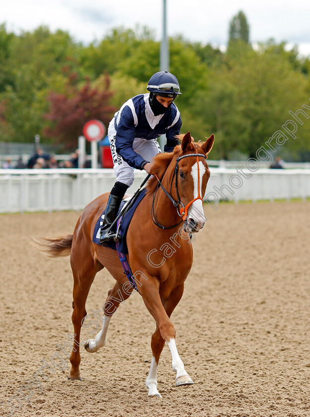 Little-Rollright-0001 
 LITTLE ROLLRIGHT (Sean Levey)
Wolverhampton 24 May 2021 - Pic Steven Cargill / Racingfotos.com