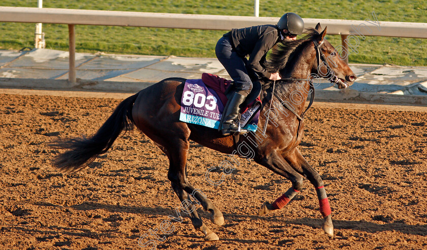 Arizona-0003 
 ARIZONA training for The Breeders' Cup Juvenile Turf
Santa Anita USA 31 Oct 2019 - Pic Steven Cargill / Racingfotos.com