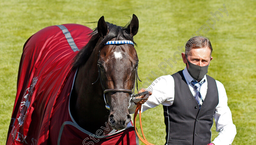 Mohaather-0017 
 MOHAATHER after The Qatar Sussex Stakes
Goodwood 29 Jul 2020 - Pic Steven Cargill / Racingfotos.com