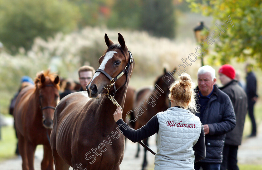 Stockholm-Yearling-Sale-0007 
 Lot 035, a filly by Night Of Thunder, before Stockholm Yearling Sale
Bro, Sweden 22 Sep 2018 - Pic Steven Cargill / Racingfotos.com