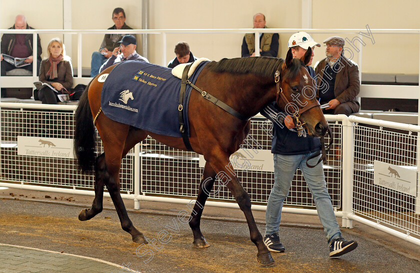 Lot-0095-colt-by-Kodiac-ex-Elpida-0001 
 3rd top lot; Lot 095 colt by Kodiac ex Elpida sells for £88,000 at the Tattersalls Ireland Ascot Breeze Up Sale 5 Apr 2018 - Pic Steven Cargill / Racingfotos.com