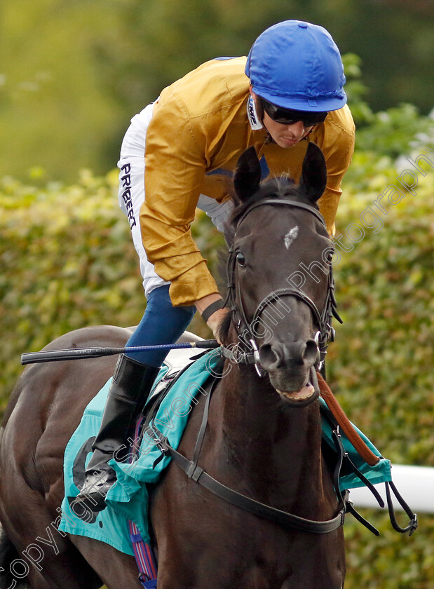 Easel-0001 
 EASEL (David Probert)
Kempton 8 Sep 2023 - Pic Steven Cargill / Racingfotos.com