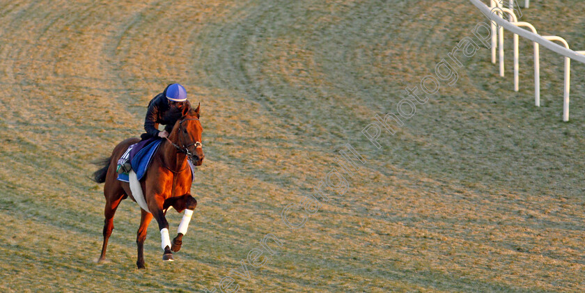 Old-Persian-0005 
 OLD PERSIAN (William Buick) training for The Breeders' Cup Turf
Santa Anita USA 31 Oct 2019 - Pic Steven Cargill / Racingfotos.com