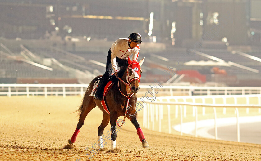 Panthalassa-0004 
 PANTHALASSA training for the Dubai World Cup
Meydan, Dubai, 21 Mar 2023 - Pic Steven Cargill / Racingfotos.com