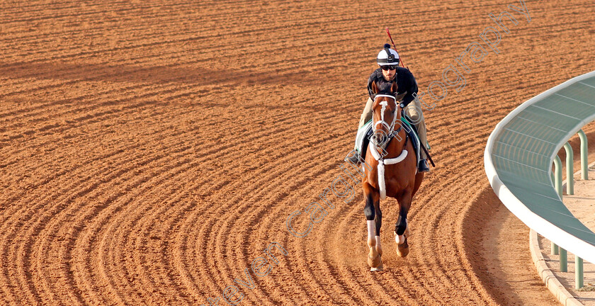 Maximum-Security-0007 
 MAXIMUM SECURITY preparing for The Saudi Cup
Riyadh Racetrack, Kingdom Of Saudi Arabia, 27 Feb 2020 - Pic Steven Cargill / Racingfotos.com