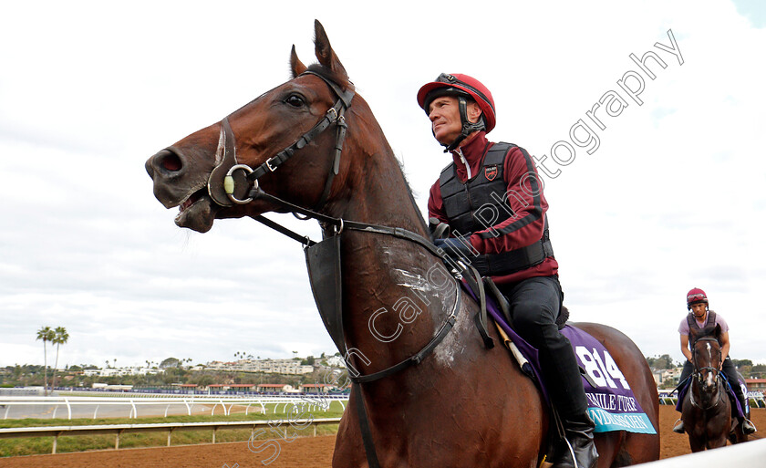 Mendelssohn-0002 
 MENDELSSOHN training for The Breeders' Cup Juvenile Turf at Del Mar 2 Nov 2017 - Pic Steven Cargill / Racingfotos.com