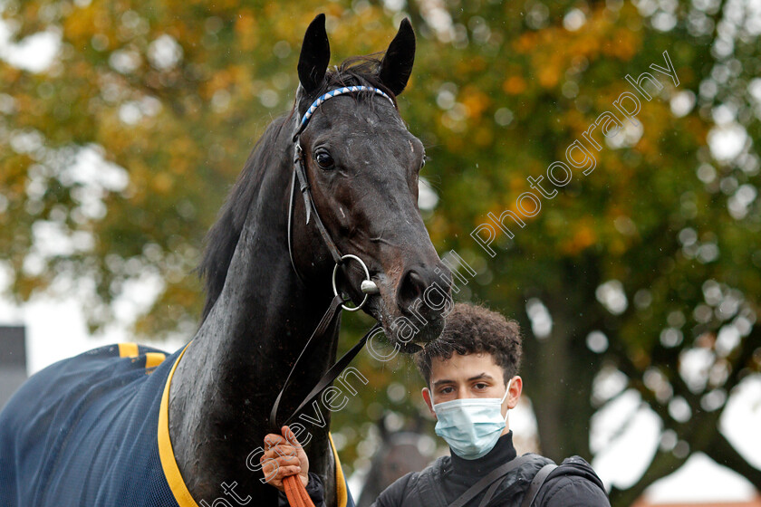 Mutasaabeq-0008 
 MUTASAABEQ after The Download The Mansionbet App Novice Stakes
Newmarket 21 Oct 2020 - Pic Steven Cargill / Racingfotos.com