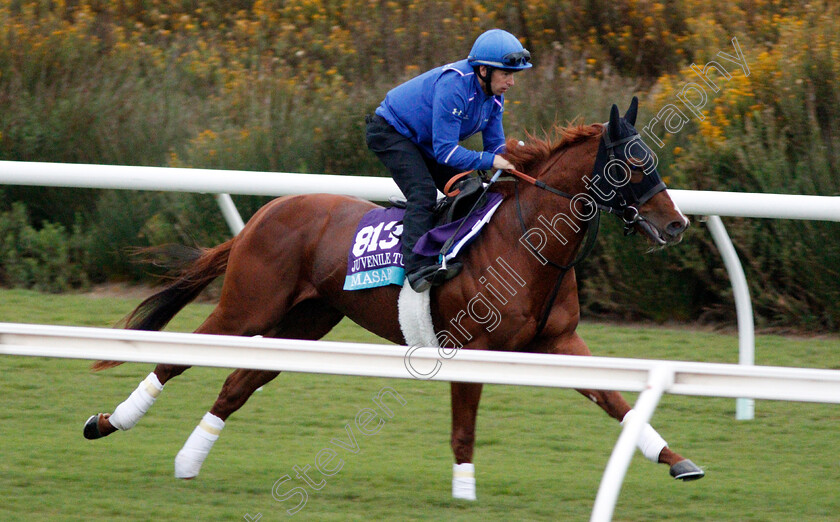 Masar-0001 
 MASAR training for The Breeders' Cup Juvenile Turf at Del Mar USA 31 Oct 2017 - Pic Steven Cargill / Racingfotos.com