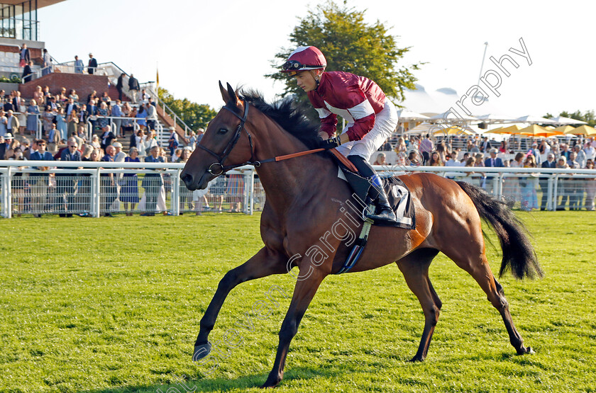 Vino-Victrix-0001 
 VINO VICTRIX (Benoit de la Sayette) winner of The William Hill Scratch Of The Day Handicap
Goodwood 26 Aug 2022 - Pic Steven Cargill / Racingfotos.com