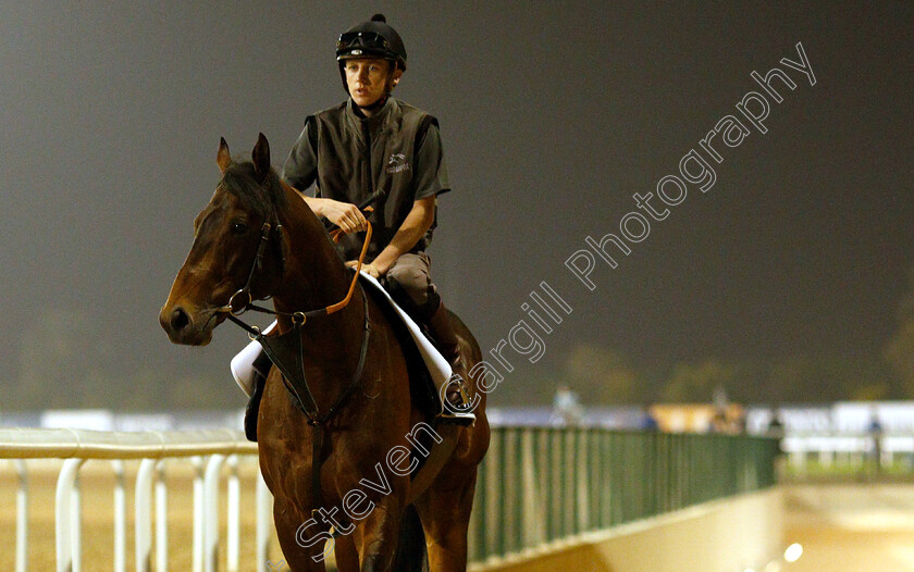 Sands-Of-Mali-0001 
 SANDS OF MALI training for The Al Quoz Sprint
Meydan 28 Mar 2019 - Pic Steven Cargill / Racingfotos.com