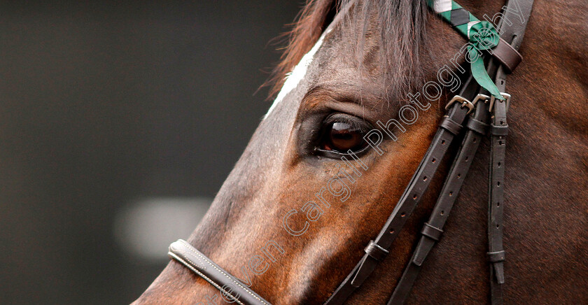 Altior-0001 
 ALTIOR at Seven Barrows
Lambourn 16 Feb 2019 - Pic Steven Cargill / Racingfotos.com