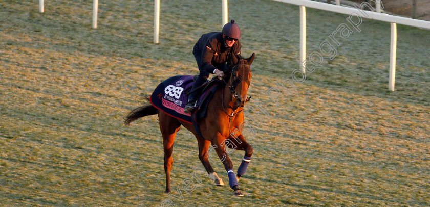 Living-In-The-Past-0002 
 LIVING IN THE PAST training for The Breeders' Cup Juvenile Fillies Turf
Santa Anita USA 31 Oct 2019 - Pic Steven Cargill / Racingfotos.com