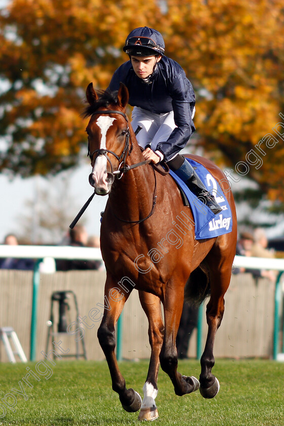 Anthony-Van-Dyck-0001 
 ANTHONY VAN DYCK (Donnacha O'Brien)
Newmarket 13 Oct 2018 - Pic Steven Cargill / Racingfotos.com