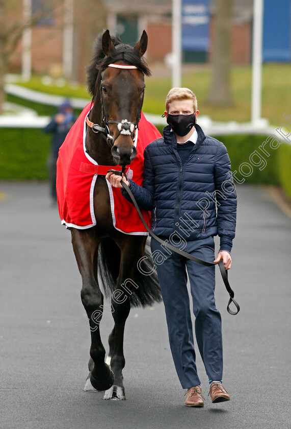 Prince-Of-Arran-0001 
 PRINCE OF ARRAN 
Ascot 28 Apr 2021 - Pic Steven Cargill / Racingfotos.com