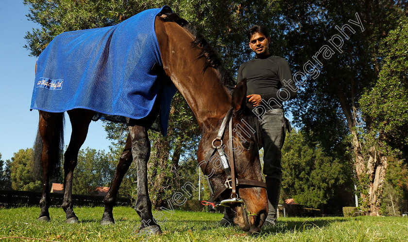 Caius-Chorister-0008 
 CAIUS CHORISTER at the International Quarantine barns after training at the Dubai Racing Carnival
Meydan 22 Jan 2025 - Pic Steven Cargill / Racingfotos.com