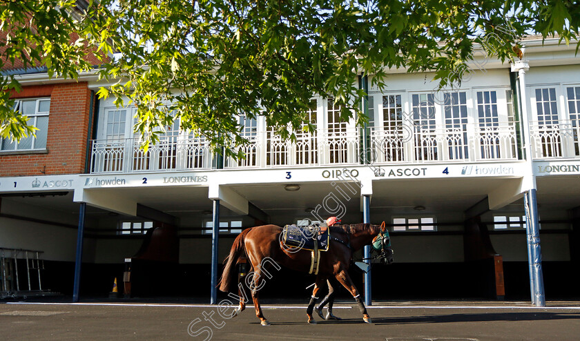 Cannonball-0006 
 CANNONBALL preparing for Royal Ascot
Ascot 14 Jun 2023 - Pic Steven Cargill / Racingfotos.com