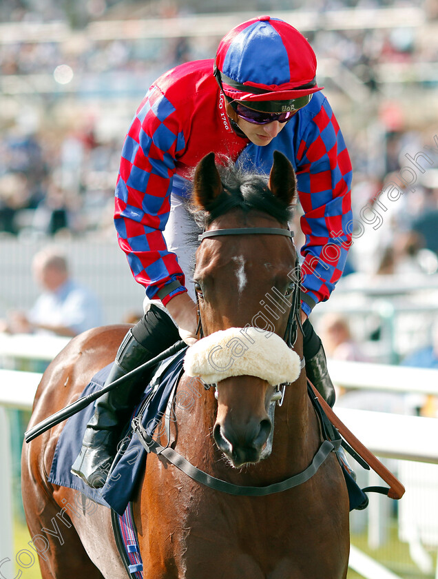 Big-Evs-0007 
 BIG EVS (Tom Marquand) winner of The Carlsberg Danish Pilsner Flying Childers Stakes
Doncaster 15 Sep 2023 - Pic Steven Cargill / Racingfotos.com