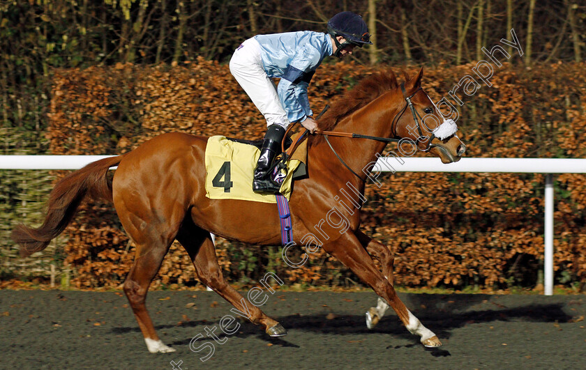 Pak-Choi-0002 
 PAK CHOI (Rob Hornby) Kempton 20 Dec 2017 - Pic Steven Cargill / Racingfotos.com