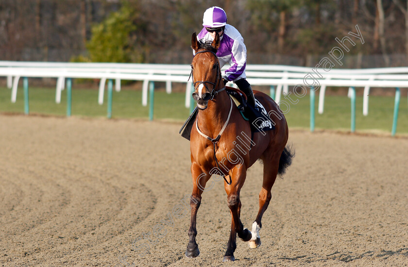 Gorgeous-Noora-0001 
 GORGEOUS NOORA (Hollie Doyle)
Lingfield 2 Feb 2019 - Pic Steven Cargill / Racingfotos.com