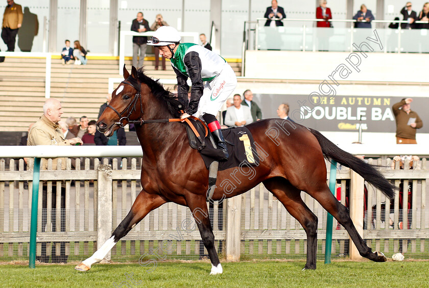 Ballylemon-0001 
 BALLYLEMON (Shane Kelly)
Newmarket 24 Oct 2018 - Pic Steven Cargill / Racingfotos.com