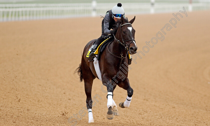 Catnip-0003 
 CATNIP training for The Dubai Turf
Meydan Dubai 26 Mar 2024 - Pic Steven Cargill / Racingfotos.com