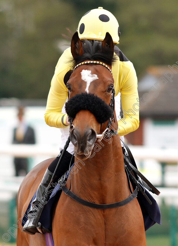 Say-The-Word-0001 
 SAY THE WORD (Jack Mitchell)
Southwell 29 Apr 2019 - Pic Steven Cargill / Racingfotos.com