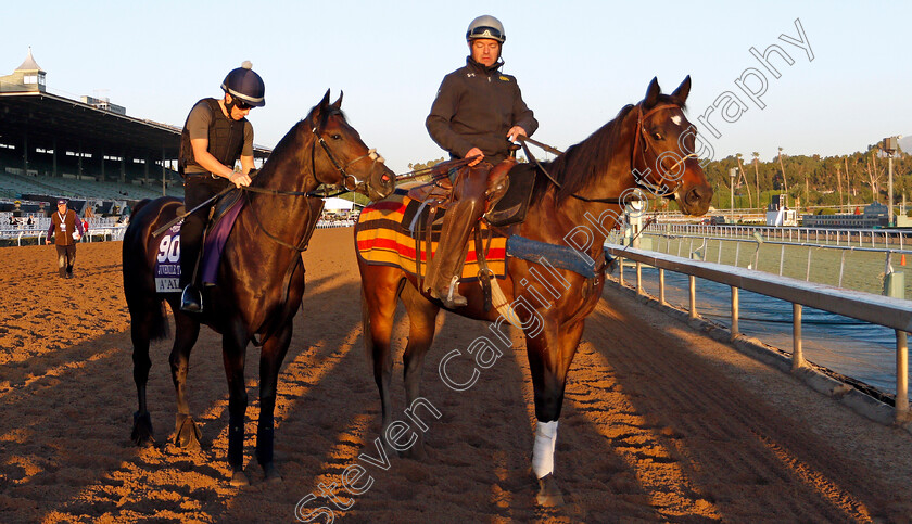 A Ali-0002 
 A'ALI training for the Breeders' Cup Juvenile Turf Sprint
Santa Anita USA 30 Oct 2019 - Pic Steven Cargill / Racingfotos.com