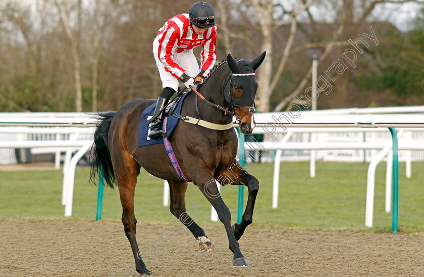 Al-Rufaa-0001 
 AL RUFAA (Dylan Hogan)
Lingfield 20 Jan 2024 - Pic Steven Cargill / Racingfotos.com