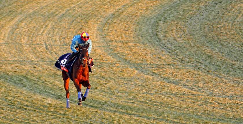 Fanny-Logan-0003 
 FANNY LOGAN (Frankie Dettori) training for The Breeders' Cup Filly & Mare Turf
Santa Anita USA 31 Oct 2019 - Pic Steven Cargill / Racingfotos.com