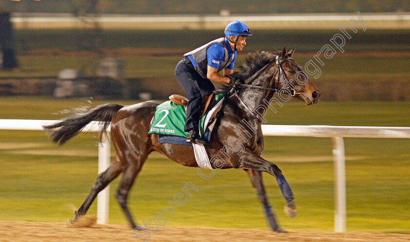 Cloth-Of-Stars-0001 
 CLOTH OF STARS exercising in preparation for The Dubai Sheema Classic Meydan 28 Mar 2018 - Pic Steven Cargill / Racingfotos.com