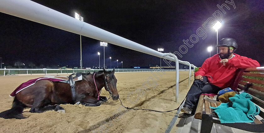 Outrider-0003 
 Racetrack outrider ALEXANDER THOMPSON and his mount MOFTRIS take a break between lots at 530 this morning
Meydan, Dubai 1 Mar 2024 - Pic Steven Cargill / Racingfotos.com