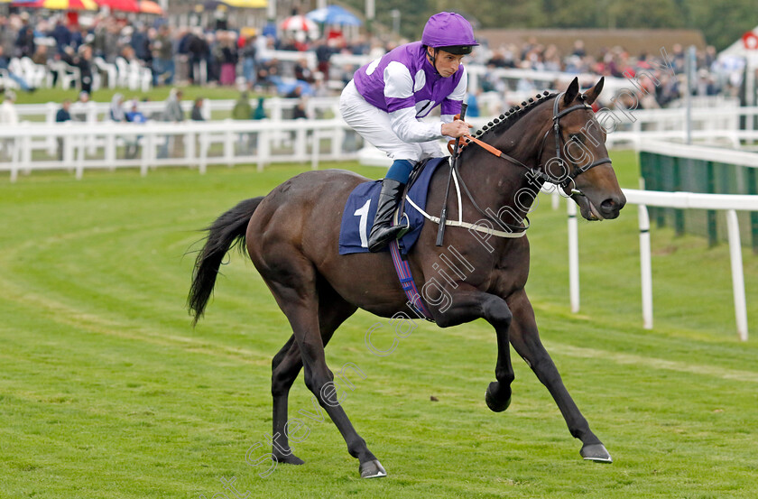 Masterly-0001 
 MASTERLY (William Buick)
Yarmouth 19 Sep 2023 - Pic Steven Cargill / Racingfotos.com