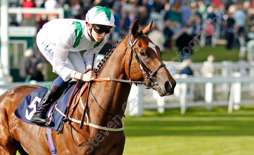 Green-Storm-0005 
 GREEN STORM (Billy Loughnane) winner of The Get Raceday Ready Restricted Maiden Stakes
Yarmouth 17 Sep 2024 - Pic Steven Cargill / Racingfotos.com